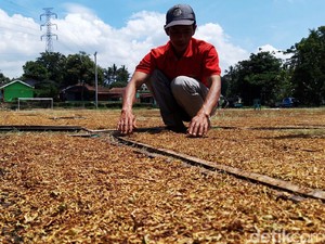 Tembakau: Potensi Ekonomi dan Manfaatnya
