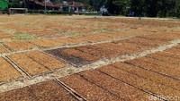 Para petani turun gunung untuk mengeringkan tembakau rajangan miliknya. Salah satu lokasi untuk mengeringkan tembakai adalah lapangan sepakbola.