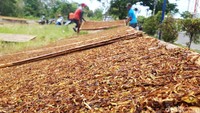 Tembakau rajangan itu sudah dijereng di widik atau anyaman bambu, sehingga sampai lokasi yang dituju tinggal menjemur saja.