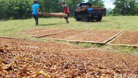 Menurut petani, harga tembakau rajangan saat ini kurang bagus. Saat ini harganya hanya sekitar Rp 40.000/kg.