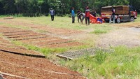 Tembakau rajangan itu harus kering dalam satu hari untuk mendapatkan kualitas yang bagus.