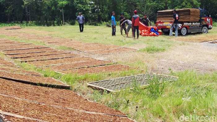 Cuaca mendung dan hujan selama dua hari ini, membuat petani tembakau di lereng Merapi-Merbabu harus turun gunung. Hal itu dilakukan demi untuk mendapatkan sinar matahari.