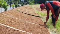 Para petani tembakau rajangan dari wilayah Kecamatan Musuk, Cepogo, Selo terpaksa harus membawa turun tembakau rajangan untuk mencari sinar matahari. Pasalnya, di wilayahnya sinar matahari kurang terik dan bahkan dalam tiga hari ini cuaca mendung dan turun hujan.  