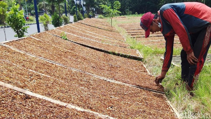 Cuaca mendung dan hujan selama dua hari ini, membuat petani tembakau di lereng Merapi-Merbabu harus turun gunung. Hal itu dilakukan demi untuk mendapatkan sinar matahari.