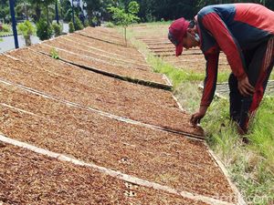 Cukai Rokok Sudah Naik, Industri Aman dari Tembakau Ilegal?
