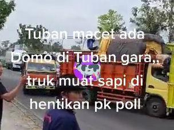 viral sopir truk sapi luruk pos polisi di tuban