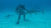 Wisatawan menyaksikan Hiu Sirip Hitam (Carcharhinus limbatus) saat melakukan penyelaman bersama pemandu dari pusat selam Shark Diving Indonesia di perairan Pulau Mitita, Morotai, Maluku Utara.  