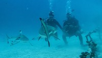 Selain itu pulau ini juga merupakan titik menyelam terbaik di Morotai untuk melihat hiu dari dekat.  