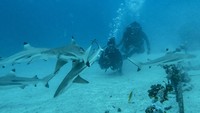 Di kedalaman 21 meter di bawah perairan Pulau Morotai, Maluku Utara, belasan hiu sirip hitam atau blacktip reef shark berenang hilir mudik di sekitar penyelam.  