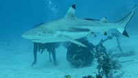 “Shark Diving” atau menyelam dengan hiu adalah ikon utama yang menjadi daya tarik utama menyelam di perairan ini.  