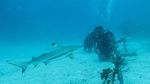 Jelajah Perairan Morotai Bersama Kawanan Hiu