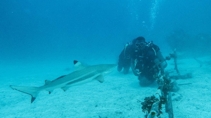 Wisatawan menyaksikan Hiu Sirip Hitam (Carcharhinus limbatus) saat melakukan penyelaman bersama pemandu dari pusat selam Shark Diving Indonesia di perairan Pulau Mitita, Morotai, Maluku Utara, Kamis (9/9/2021). Perairan Pulau Mitita selain menawarkan pemandangan keindahan bawah lautnya juga merupakan titik menyelam terbaik di Morotai untuk melihat hiu dari dekat. ANTARA FOTO/Muhammad Adimaja/aww.