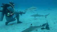 Penelitian hiu selama ini di Indonesia menurut perintis shark diving, Darmawan Ahmad Mukharror, biasanya terbatas pada hiu tangkapan nelayan yang mendarat di pelabuhan perikanan. Sehingga pembahasan lebih pada aspek biologi dan fisik serta pakan hiu. Tak banyak yang membahas tentang perilaku hiu di Indonesia.  