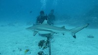 Untuk menunjang penelitian hiu di habitatnya ini, Darmawan Ahmad Mukharror alias Gharonk lalu memutuskan membuat jasa wisata selam “Shark Diving Indonesia”. Tujuannya, agar ada dana untuk meneruskan penelitian ini secara kontinyu.  