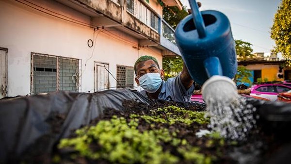 Salah satu pemilik perusahaan taksi menyebut membuat kebun sayur di atas atap taksi menjadi langkah terakhir untuk menyambung hidup. (Getty Images/Lauren DeCicca) Salah satu pemilik perusahaan taksi menyebut membuat kebun sayur di atas atap taksi menjadi langkah terakhir untuk menyambung hidup. (Getty Images/Lauren DeCicca)