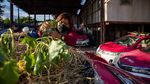 Begini Jadinya Bila Taksi di Thailand Disulap Jadi Kebun Sayuran
