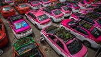 Sejumlah taksi di kawasan Bangkok, Thailand, dialihfungsi menjadi tempat bercocok tanam. 