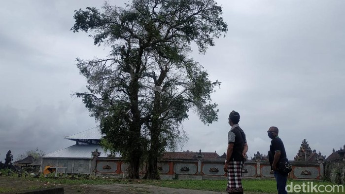 Fenomena Burung Pipit Mati di Bali-Cirebon, Ini Fakta-fakta Barunya