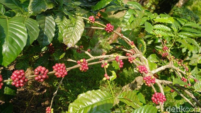 Konservasi Hutan Petungkriyono dengan Kopi Owa Program konservasi di Hutan Petungkriyono di Pekalongan, Jawa Tengah ini berhasil mengubah para pembalak hutan dan pemburu liar jadi petani kopi Owa. Seperti apa kiprahnya?