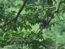 Rumah Harimau Jawa: Petungkriyono, Kok Bisa Longsor Tewaskan 21 Orang?