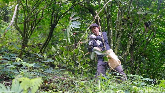 Kopi Owa, program konservasi yang berhasil mengubah para pembalak hutan dan pemburu liar menjadi petani kopi sekaligus menjaga hutan.
