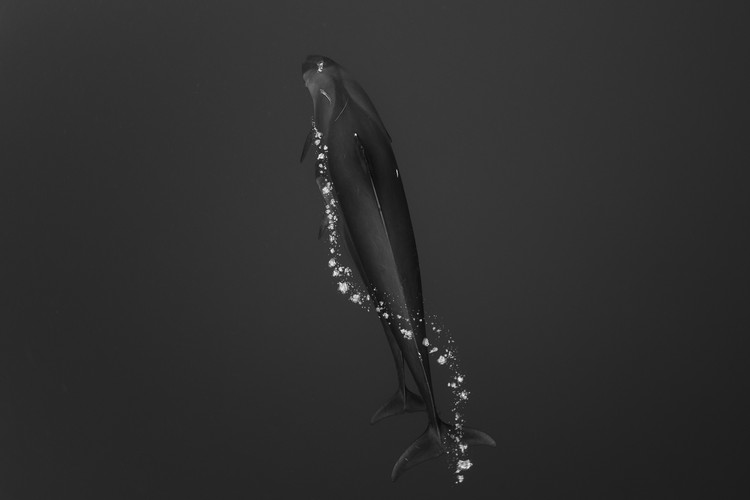 Ocean Photography Awards 2021