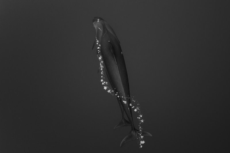 Ocean Photography Awards 2021