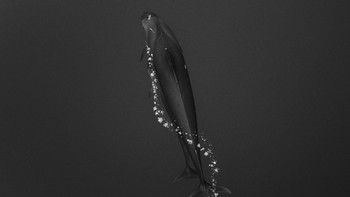 Karya Scott Portelli di kategori Exploration Foto: Ocean Photography Awards