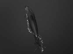 Karya Finalis Ocean Photography Awards 2021 Bikin Merinding