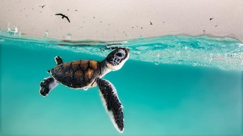 Karya Hanna Le Leu di kategori Youth Photographer Foto: Ocean Photography Awards