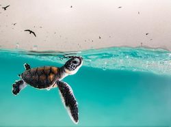 Karya Finalis Ocean Photography Awards 2021 Bikin Merinding