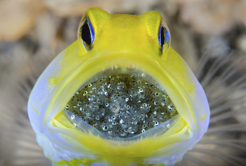 Ocean Photography Awards 2021