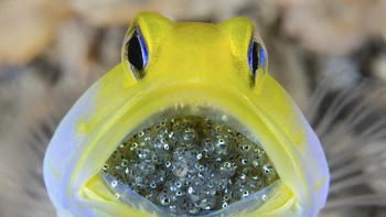 Karya Steven di kategori Collective Portfolio.Foto: Ocean Photography Awards