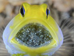 Karya Finalis Ocean Photography Awards 2021 Bikin Merinding