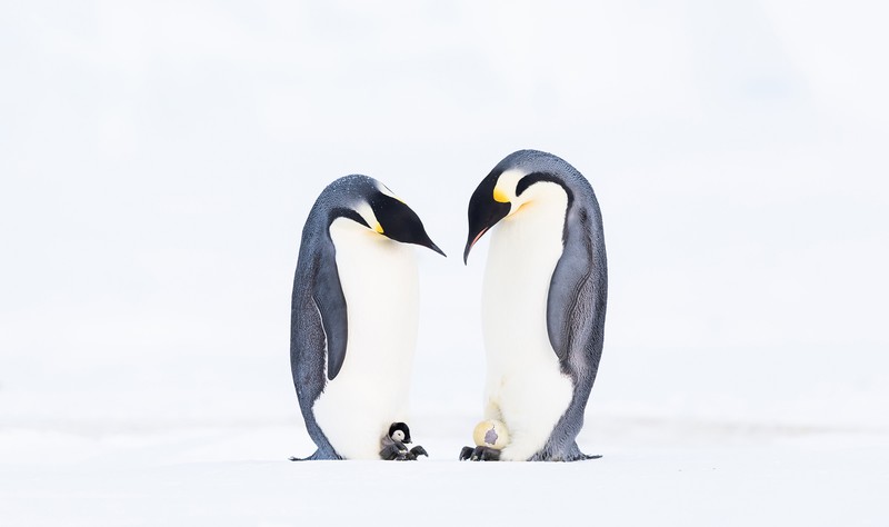 Ocean Photography Awards 2021