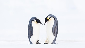 Karya Stefan Christmann di kategori Collective Portfolio. Foto: Ocean Photography Awards