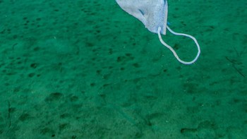 Karya Nicholas Samaras  di kategori Conservation Foto: Ocean Photography Awards