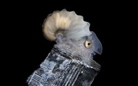 Ocean Photography Awards 2021