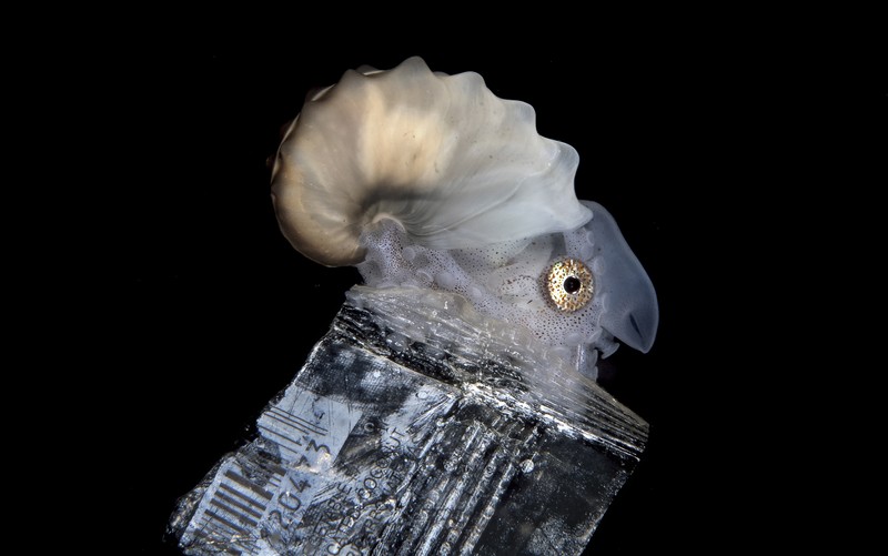 Ocean Photography Awards 2021