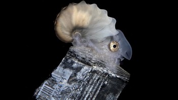 Karya Steven Kovacs di kategori Conservation Foto: Ocean Photography Awards 