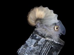 Karya Finalis Ocean Photography Awards 2021 Bikin Merinding