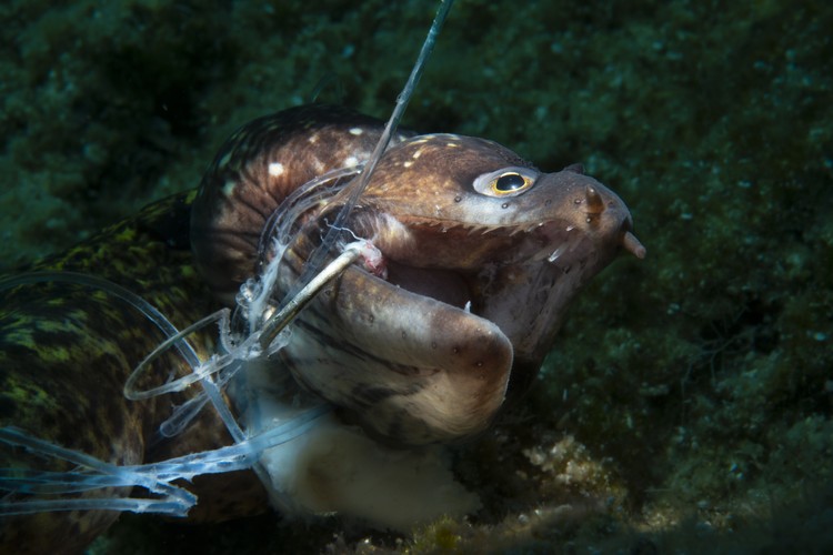Ocean Photography Awards 2021