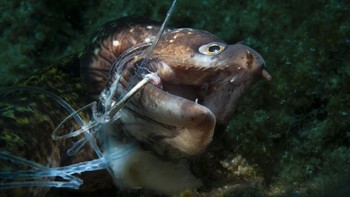 Karya Kerim Sabuncouglu di kategori Conservation Foto: Ocean Photography Awards