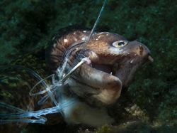 Karya Finalis Ocean Photography Awards 2021 Bikin Merinding