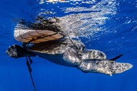 Ocean Photography Awards 2021