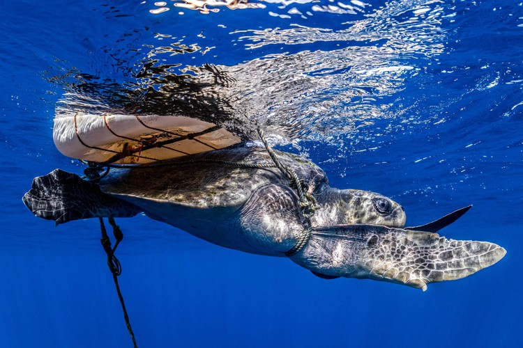 Ocean Photography Awards 2021