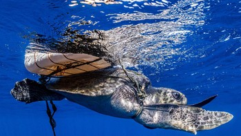 Karya Henley Spiers di kategori Conservation Foto: Ocean Photography Awards