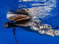 Karya Finalis Ocean Photography Awards 2021 Bikin Merinding