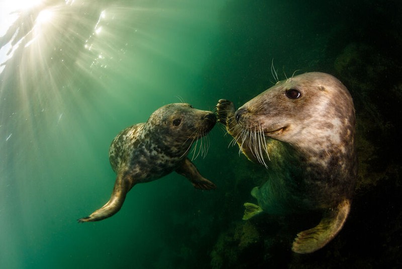 Ocean Photography Awards 2021