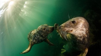 Karya Grant Thomas di kategori Adventure Photographer Foto: Ocean Photography Awards